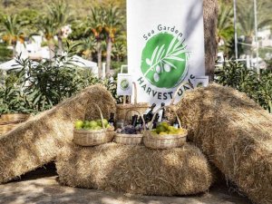 Zeytin hasadının ilk adımları