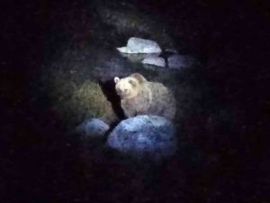 Nemrut Krater Gölü’nün müdavim ayıları yeniden görüntülendi