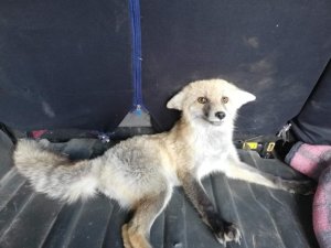 Yaralı tilki tedavi altına alındı