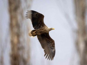 Yıllarını verdi, 280 farklı kuş türünü fotoğraflamayı başardı