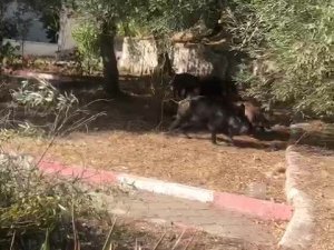 Kazdağları’na aç kalan domuzlar şehre indi, o ânlar kameralara yansıdı