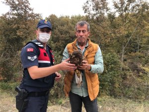 Yaralı kartal tedavi altına alındı