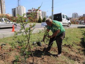 Toroslar Belediyesi, ilçenin çiçek ve bitkilerini kendi serasında yetiştiriyor