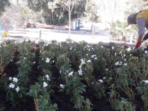 Didim’de mevsimlik çiçeklerin dikimi yapılıyor