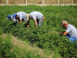 Posacı’dan çiftçilere müjde