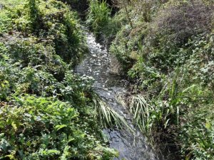 Fabrikalardan dereye salınan kimyasal atıklar mahalledeki seraları kuruttu