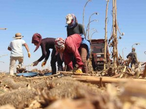 15 Ekim Dünya Kadın Çiftçiler Günü