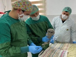 Sinop’ta 3 alaca baykuş ve 2 şahin tedavi edilip doğaya salındı