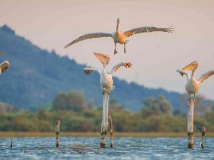 Tepeli pelikanlar Bursa’da