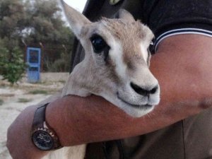 Kaçak yolla Mersin’e getirildiği düşünülen ceylan koruma altına alındı