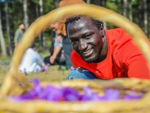 KBÜ’lü Uluslararası öğrencilerden Safran hasadı