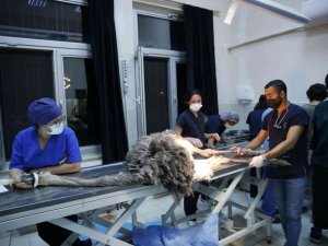 Deve kuşu midesinden bıçak, çivi, çakmak, plastik boru ve çeşitli yabancı cisimler çıkarıldı