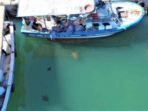 Carettalarla dost olan Mersinli balıkçılar, onları elleriyle besliyorlar