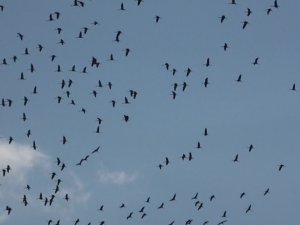 Hatay’da göç eden turnaların muhteşem görüntüsü