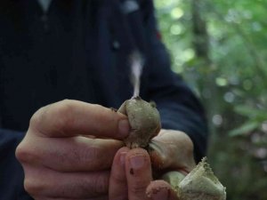 Sakarya ormanlarında mantar avı