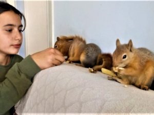 Erzincan’da ölmek üzereyken bulunan 3 yavru sincap, Taşdelen ailesinin neşesi oldu