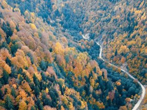 Örümcek Ormanlarında renk cümbüşü