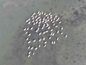 Flamingoların İzmit Körfezi’ne olan tutkusu fotoğraf karesine yansıdı
