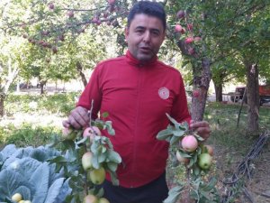 Milletvekili elma hasadına katıldı