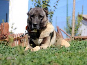 Anadolu aslanları kışa hazırlanıyor