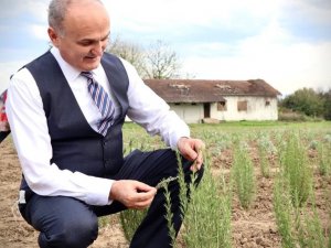 Tıbbi aromatik bitkiler toprakla buluşmaya başladı