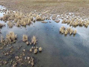 Ekşisu Sazlığında biyolojik çeşitlilik izleme çalışması yapıldı