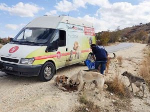 Can dostlar doğal yaşam alanlarında besleniyor