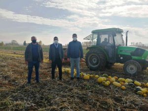 Aslanapa’da sınırlı sulamayla çerezlik kabak üretimi