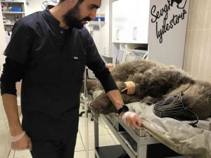 Otomobil çarpan ayı tedavi altına  alındı