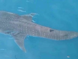 Samandağ açıklarında köpek balığı şoku