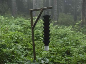 17 bin hektar alana sahip Hatila Milli Parkı’nın 700 hektarlık alanı istilacı böcek tarafından kuşatılmış durumda