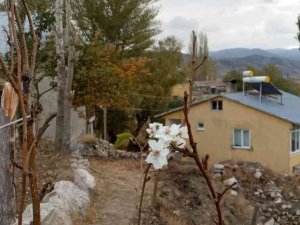 Armut ağacında sonbahar sürprizi