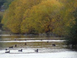 Yeşilbaş ördekler üniversite sulak alanında