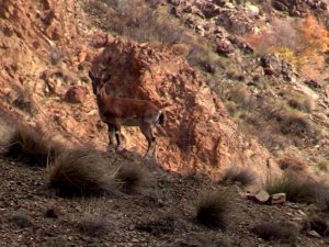 Yaban keçisi sürüsü doğal ortamında görüntülendi, kartpostallık manzaralar ortaya çıktı
