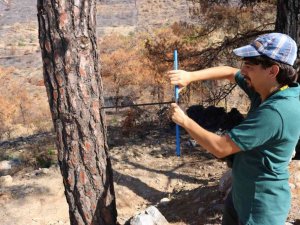 Bodrum’da yanan alanlar eski kimliğine kavuşması için akademisyenler çalışma başlattı