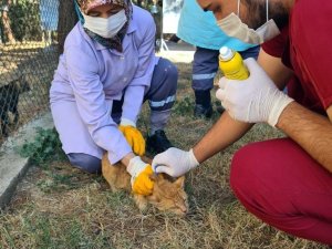 Villa kedileri parazitlere karşı ilaçlandı