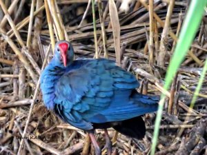 Sultan Sazlığında ilk defa görüldü