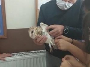 Öğrenciler Paçalı Baykuş’un hayatını kurtardı