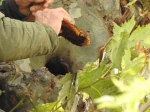 Kaçak kraliçe arı, 10 bin arıyla bulundu