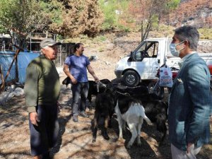 Marmaris Belediyesi 257 keçiyi vatandaşlara dağıttı