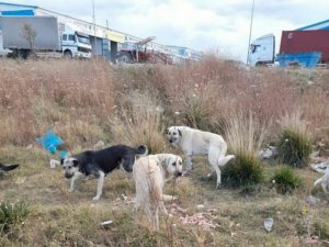 Havaların soğumasıyla sokak hayvanlarının beslenme sıkıntısı artmaya başladı