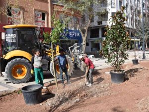Siirt’te ağaçlandırma çalışmaları başladı