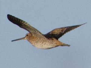 Türkiye’de ilk defa Sibirya suçulluğu görüldü