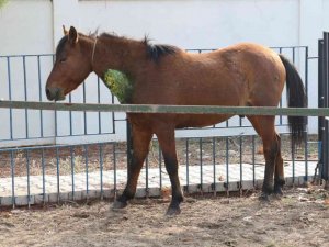 Yaralı yılkı atlarının tedavisi devam ediyor