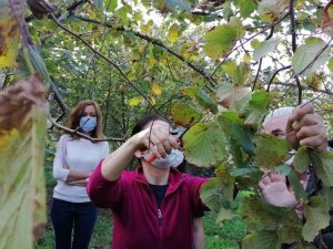 Fındığın verimini arttırmak için budama eğitimi verildi