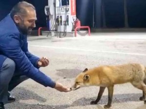 Milli futbolcunun babası tilkiyi eliyle besledi