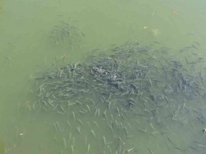 Nifrit Deresi’nde balıklar kirlilikten oksijensiz kaldı