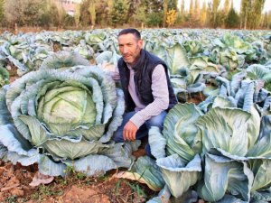 Kahramanmaraş’ta dev lahanalar görenleri şaşırtıyor