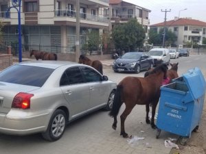 Manisa’da sokak hayvanlarına yılkı atları da eklendi