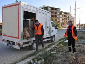 Akşehir Belediyesi sahipsiz sokak hayvanlarını kısırlaştırıyor